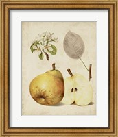 Framed Harvest Pears II