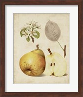 Framed Harvest Pears II