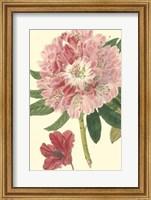 Framed Pink Rhododendron