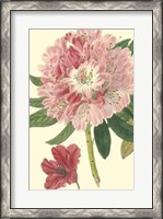 Framed Pink Rhododendron