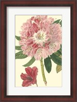 Framed Pink Rhododendron