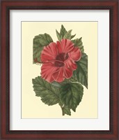 Framed Chinese Rose Mallow