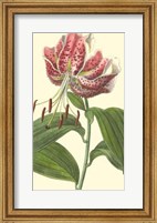 Framed Japanese Lily