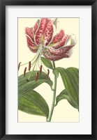 Framed Japanese Lily