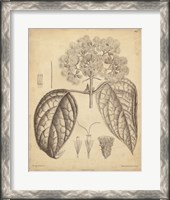 Framed Vintage Curtis Botanical I