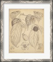 Framed Vintage Curtis Botanical III