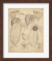 Framed Vintage Curtis Botanical III