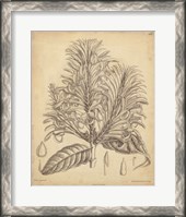 Framed Vintage Curtis Botanical V