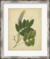 Framed Botanical III