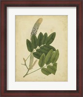 Framed Botanical III