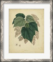 Framed Botanical VII