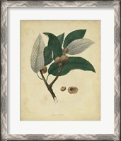 Framed Botanical VIII