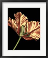 Framed Vibrant Tulips I