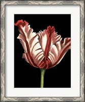 Framed Vibrant Tulips II