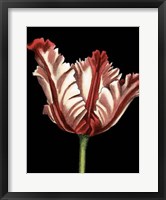 Framed Vibrant Tulips II