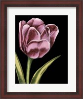 Framed Vibrant Tulips III