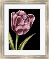 Framed Vibrant Tulips III