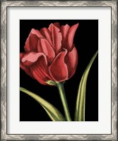 Framed Vibrant Tulips IV