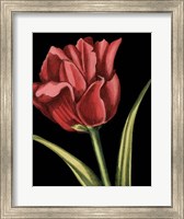 Framed Vibrant Tulips IV