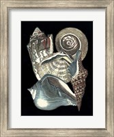 Framed Seashell Anthology I