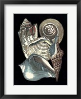 Seashell Anthology I Framed Print