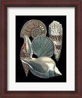 Framed Seashell Anthology II