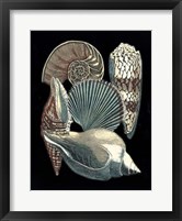 Seashell Anthology II Framed Print