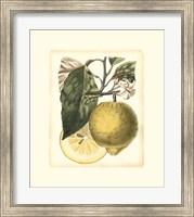 Framed French Lemon Study I