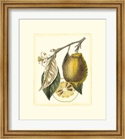 Framed French Lemon Study II