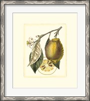 Framed French Lemon Study II