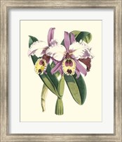 Framed Magnificent Orchid I