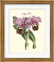 Framed Magnificent Orchid II