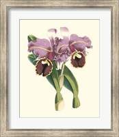 Framed Magnificent Orchid II