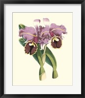 Framed Magnificent Orchid II