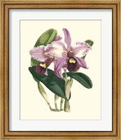 Framed Magnificent Orchid III