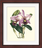 Framed Magnificent Orchid III