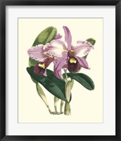Framed Magnificent Orchid III