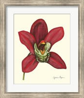 Framed Majestic Orchid III