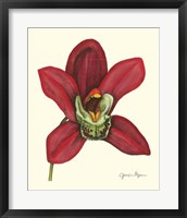 Framed Majestic Orchid III
