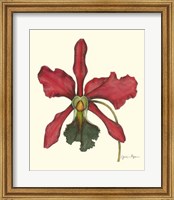 Framed Majestic Orchid IV