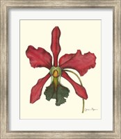 Framed Majestic Orchid IV