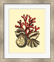 Framed Coral Medley II