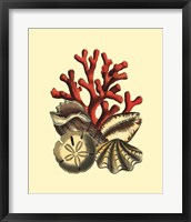 Coral Medley II Framed Print