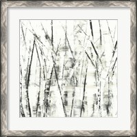 Framed Birches II
