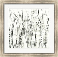 Framed Birches II
