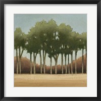 Stand of Trees II Framed Print