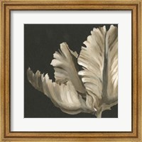 Framed Classical Blooms II