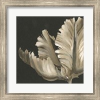 Framed Classical Blooms II