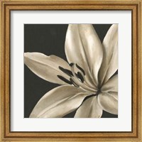 Framed Classical Blooms III