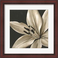 Framed Classical Blooms III